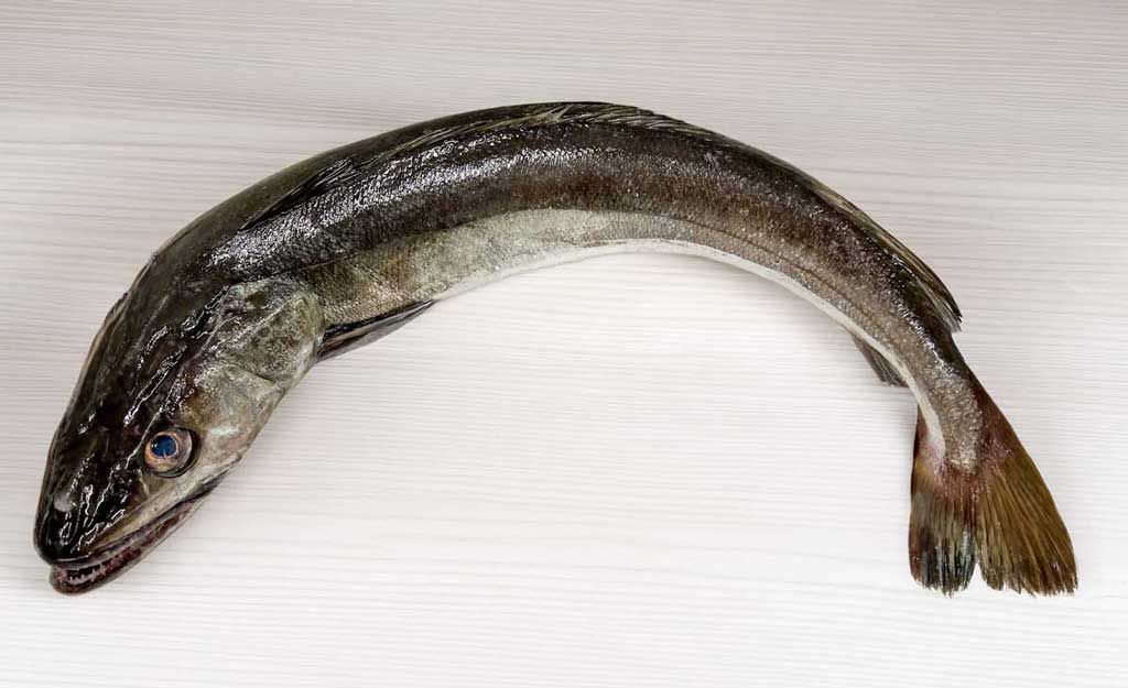 merluza de anzuelo Merluza de anzuelo
