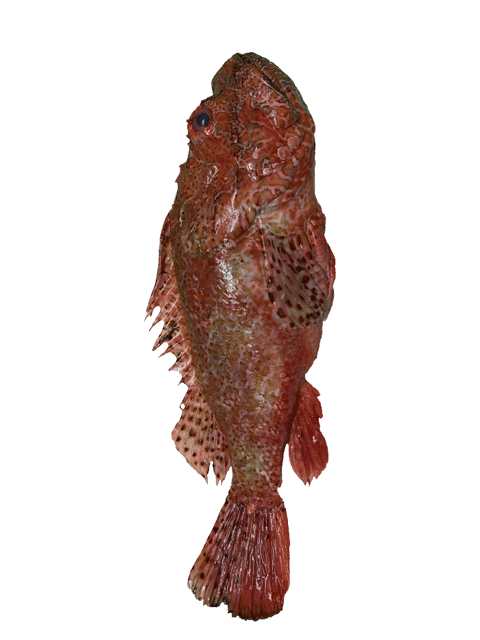 Escorpora-o-Cabracho-de-roca pescado blanco escorpora o cabracho de roca